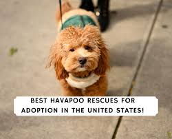 Once you've decided on a pup, a nonrefundable deposit will hold your puppy until eight weeks, when they're ready for pickup. 7 Best Havapoo Rescues For Adoption 2021 We Love Doodles