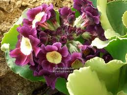 Image result for Primula x pubescens