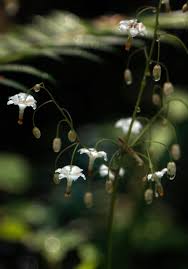 Image result for Blyxa hexandra