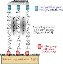 Self Assembled Monolayers An Overview Sciencedirect Topics