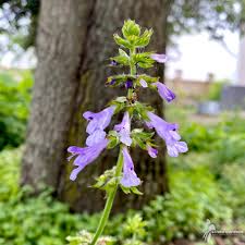 Image result for Seidelia