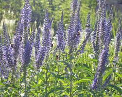 Apollo is a variety with pale blue flowers where the inflorescences are produced well above foliage level. Kandelaber Ehrenpreis Pflanzen Und Pflegen Mein Schoner Garten