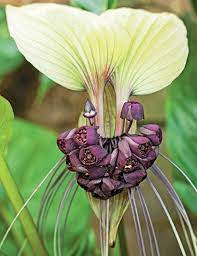 Pin On Orchidee