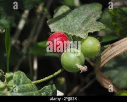 Image result for Cucumis maderaspatanus