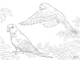 More 100 images of different animals for children's creativity. Lovely Parrot Coloring Page Download U0026 Print Online Coloring Pages For Free Color Nimbus Coloring Pages