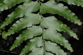 Image result for Asplenium smedsii