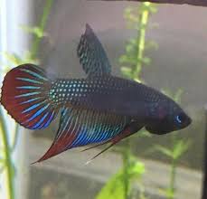 Thailand beigetreten 11 jul 2017. Aquabid Com Archived Auction Fwbettas1560785353 Imbellis Betta Pair Ended Mon Jun 17 10 29 13 2019