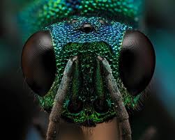 The small black monodontomerus has to use her ovipositor to lay her eggs, perhaps. Gorgeous Cuckoo Wasp With Em1 Mark 2 Micro Four Thirds Talk Forum Digital Photography Review