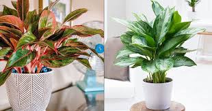 Diseases worldwide impacting several crops 1,2. Chinese Evergreen Care Indoors Growing Aglaonema Houseplant