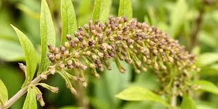 Image result for Sesamum angustifolium