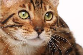 As she jumps on you or your furniture, you barely feel it when she lands. Hindi Names For Female Cats With Meanings