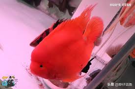 What are baby parrot called? Beginning With Parrot Fish And Ending With Parrot Fish Why Is The Parrot Fish The Top Of The Three Entry Ornamental Fishes Daydaynews