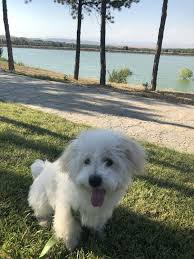 Maltese Hayvanlar