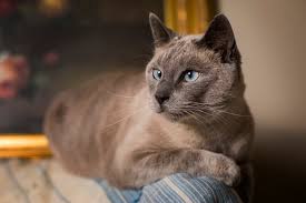 Siamese Cat Pictures Download Free Images On Unsplash