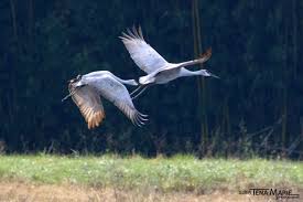 Birding Festivals Slated For October 2018 Birdwatching