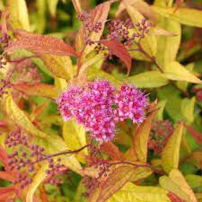 Image result for Spiraea bumalda