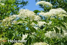 Wie kann man holunder verwenden und haltbarmachen? Holunder Anwendung Wirkung Inhaltsstoffe Heilpflanze Sambucus Nigra Das Grosse Deutsche Bach Bluten Portal
