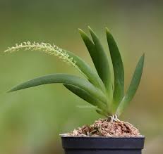 Image result for Oberonia