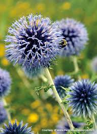 Maybe you would like to learn more about one of these? Blue Flowers Are Best For Bees Garden Gate