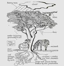 Image result for Pteleopsis anisoptera
