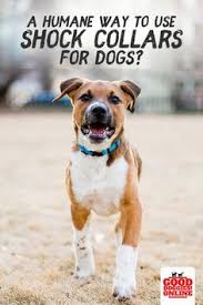 Is There Even A Humane Way To Use Shock Collars For Dogs Check Out This Response To Our Article On Training Co Training Your Dog Dog Training Dog Shock Collar