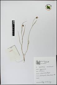 Image result for Fuirena ciliaris