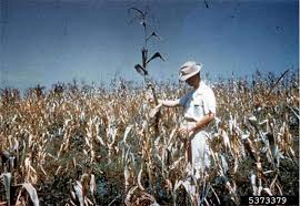 Image result for Striga passargei