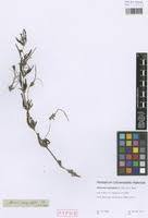 Image result for Monsonia angustifolia