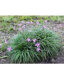 Image result for Xerophyta