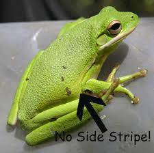 Check spelling or type a new query. Green Treefrog