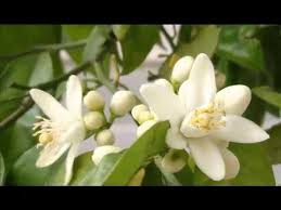 Como Prevenir Infecciones Con El Te Flor De Azahar Flor De Azahar Azahar 7 Azahares