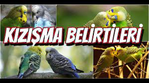 disi ve erkek muhabbet kuslarinda eslesme belirtileri youtube