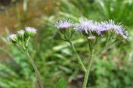 Image result for Ageratum conyzoides