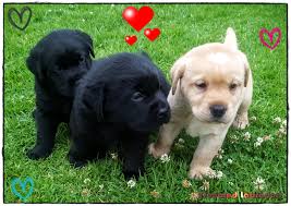 Best chihuahua breeders in az state 2. Truebred Labradors Labrador Breeder Nsw