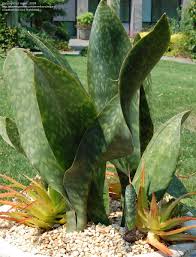 Image result for Sansevieria hyacinthoides