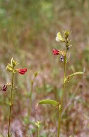 Image result for Tephrosia aequilata