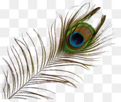 Peacock Feather Png Single Peacock Feather Peacock Feather Border Peacock Feather Transparent Purple Peacock Feather Peacock Feather Eye Cleanpng Kisspng Download free peacock png images. peacock feather png single peacock