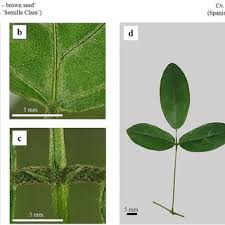 Image result for Teramnus repens