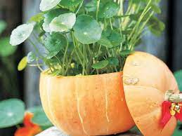 只要６步驟 教你打造南瓜花盆 herbs watermelon flora