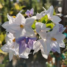 Image result for Solanum laxum