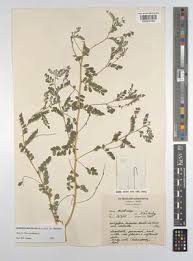 Image result for Indigofera daleoides