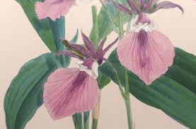 Image result for Eulophia guineensis