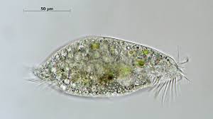 Image result for Physotrichia