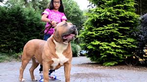 The breed has not been recognized by the american kennel club (akc). Xxl American Bully Pitbull Magnum Part 2 American Bully Pitbull American Bully Xxl American Bully