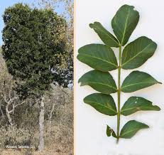 Image result for Schotia brachypetala