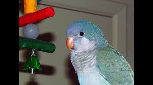 The pictures don't do justice. Blue Quaker Parrot Youtube