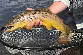 Check spelling or type a new query. Montana Biologists Stumped Over Brown Trout Decline