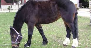 French Cob Horse Horses Breeds Horse Breeds