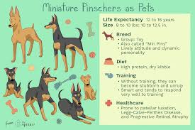 miniature pinscher min pin full profile history and care