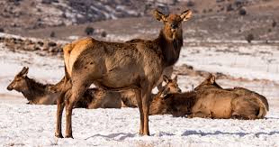 Check spelling or type a new query. Idaho Proposes Elk Hunt On Camas National Wildlife Refuge Gohunt